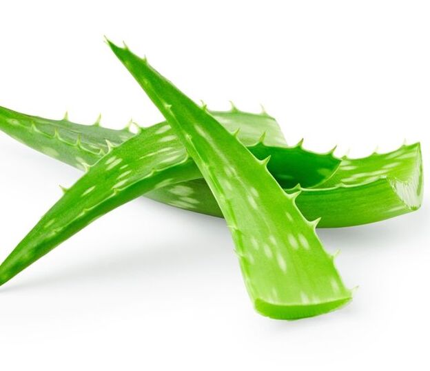 Aloe papilloomide raviks